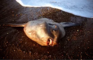 Carcasses: Sunfish - dead on beach