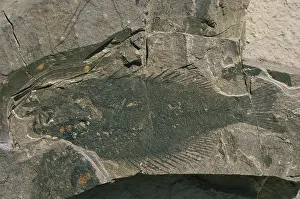 Miocene: Sunfish Fossil