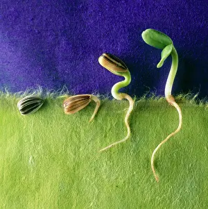 Progression: Sunflower