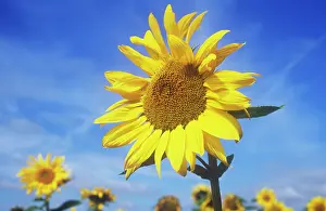 Mirasol: Sunflower