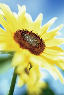 Mirasol: Sunflower