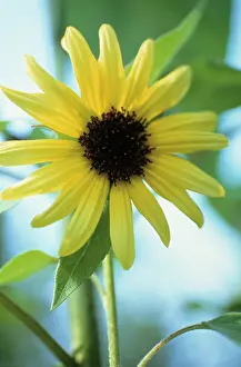 Mirasol: Sunflower
