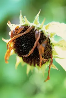 Final: Sunflower