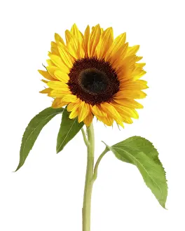 Mirasol: Sunflower