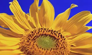 Mirasol: Sunflower