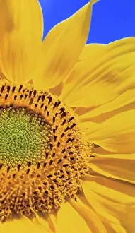 Mirasol: Sunflower