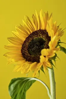Mirasol: Sunflower