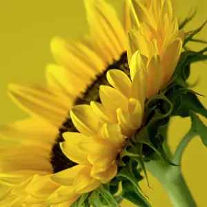 Mirasol: Sunflower