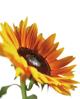 Mirasol: Sunflower