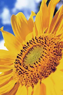 Mirasol: Sunflower