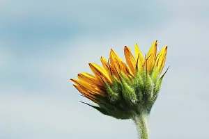 Mirasol: Sunflower