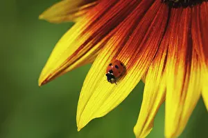 Mirasol: Sunflower