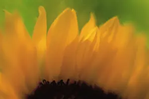 Mirasol: Sunflower