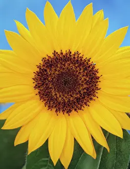 Mirasol: Sunflower