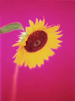 Mirasol: Sunflower
