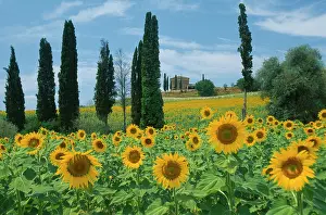 Mirasol: Sunflower
