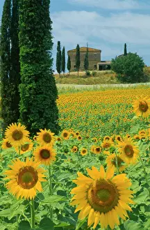 Mirasol: Sunflower