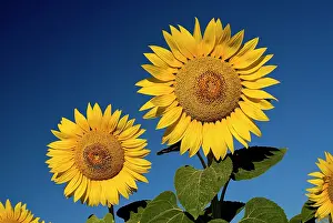 Mirasol: Sunflower