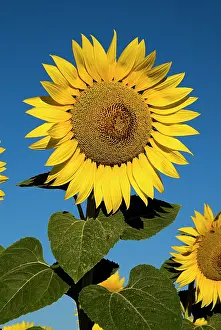 Mirasol: Sunflower