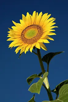 Mirasol: Sunflower