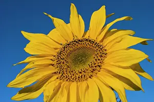 Afghanistan: Sunflower