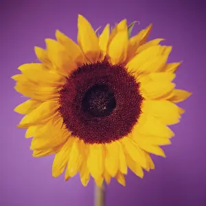Mirasol: Sunflower
