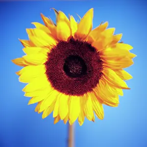 Mirasol: Sunflower