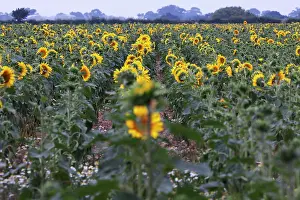 Mirasol: Sunflower