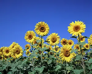 Cheery: Sunflower