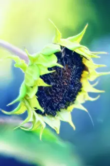 Mirasol: Sunflower