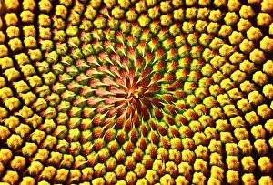 Minimal: Sunflower