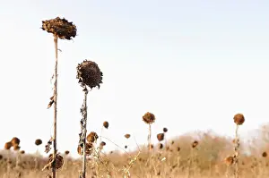 Mirasol: Sunflower