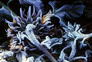 Biofuel: Sunflower