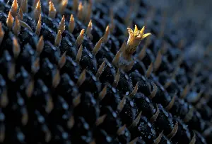 Independence: Sunflower