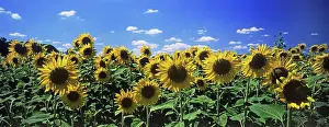 Biofuel: Sunflower