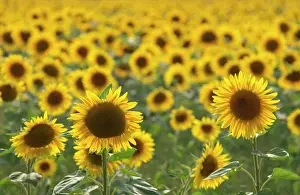 Cheery: Sunflower