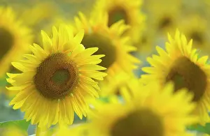 Leadership: Sunflower