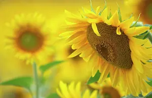 Unhappy: Sunflower