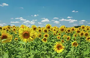 Blissful: Sunflower