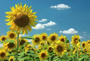 Aloof: Sunflower