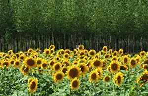 Biofuel: Sunflower