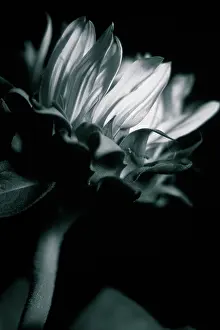 Mirasol: Sunflower