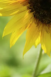 Mirasol: Sunflower