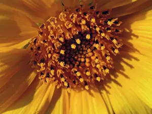 Mirasol: Sunflower