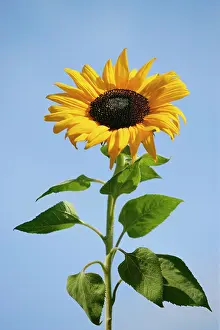 Biofuel: Sunflower
