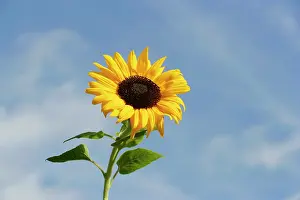 Cheery: Sunflower
