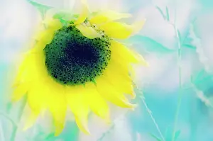 Mirasol: Sunflower