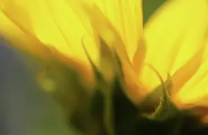 Mirasol: Sunflower