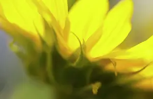 Mirasol: Sunflower