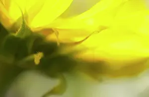 Mirasol: Sunflower